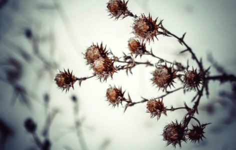Ice, Flower, Cold