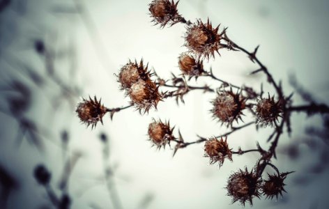 Ice, Flower, Cold photo