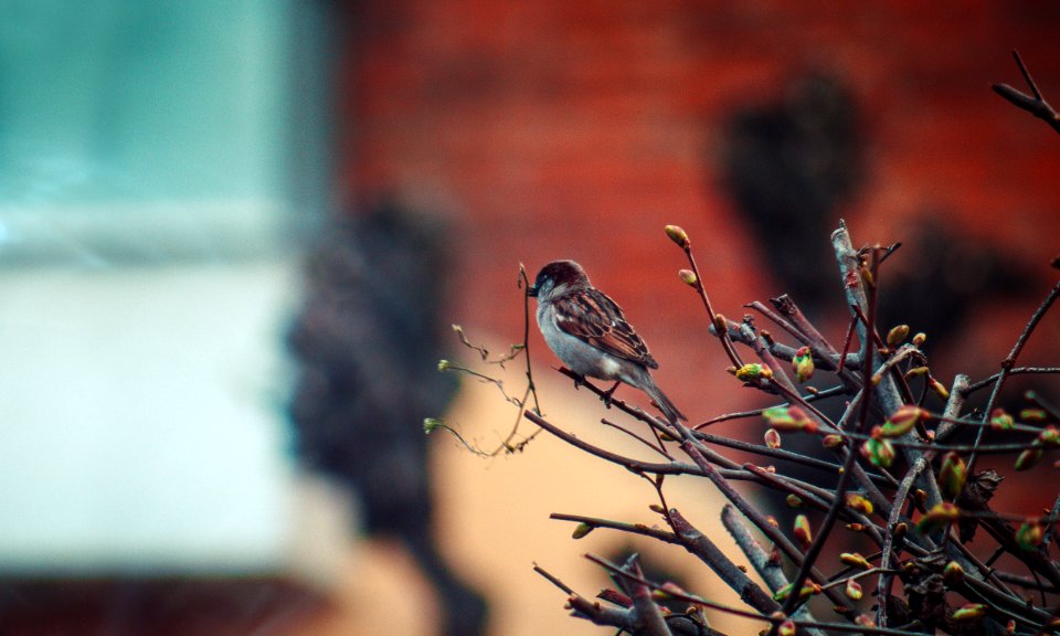 Bird, Bird on a tree, Ukraine
