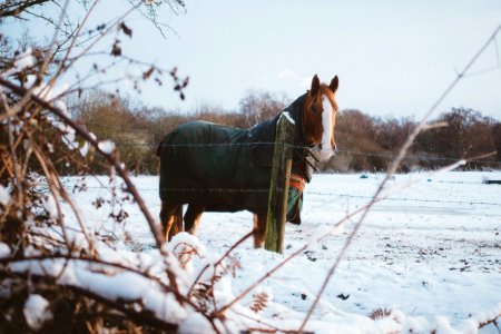 brown horse during winter photo