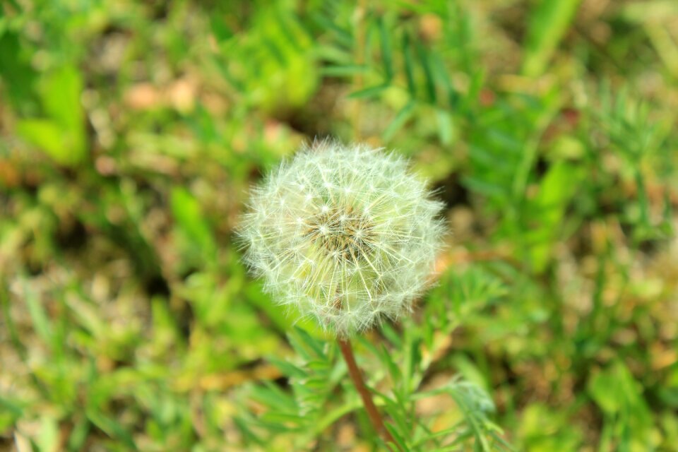 Flower living nature seeds