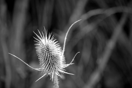 Spiky, Flower, Focus photo