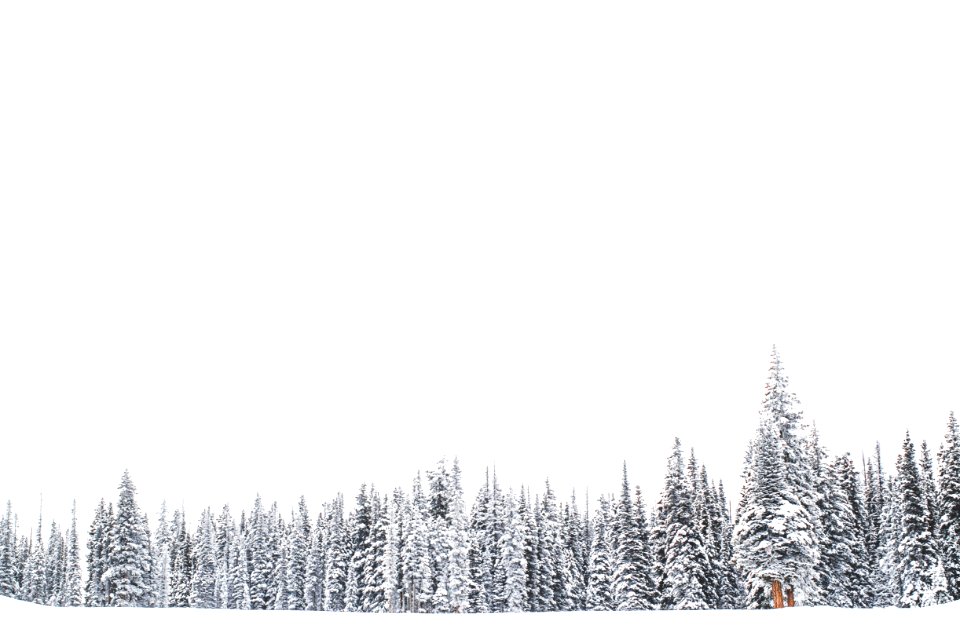 pine trees on snowfield