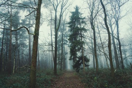 green forest under gray sky during daytime photo