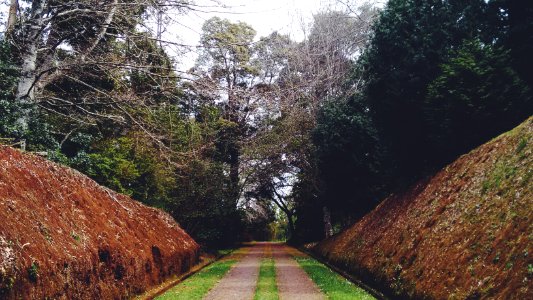 photo of empty pathway surrounded by trees photo