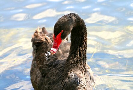 Black swan beak elegant photo