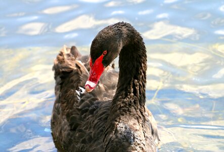 Black swan beak elegant