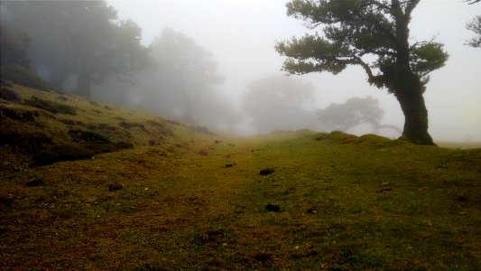 green grass field surrounded by fogs photo