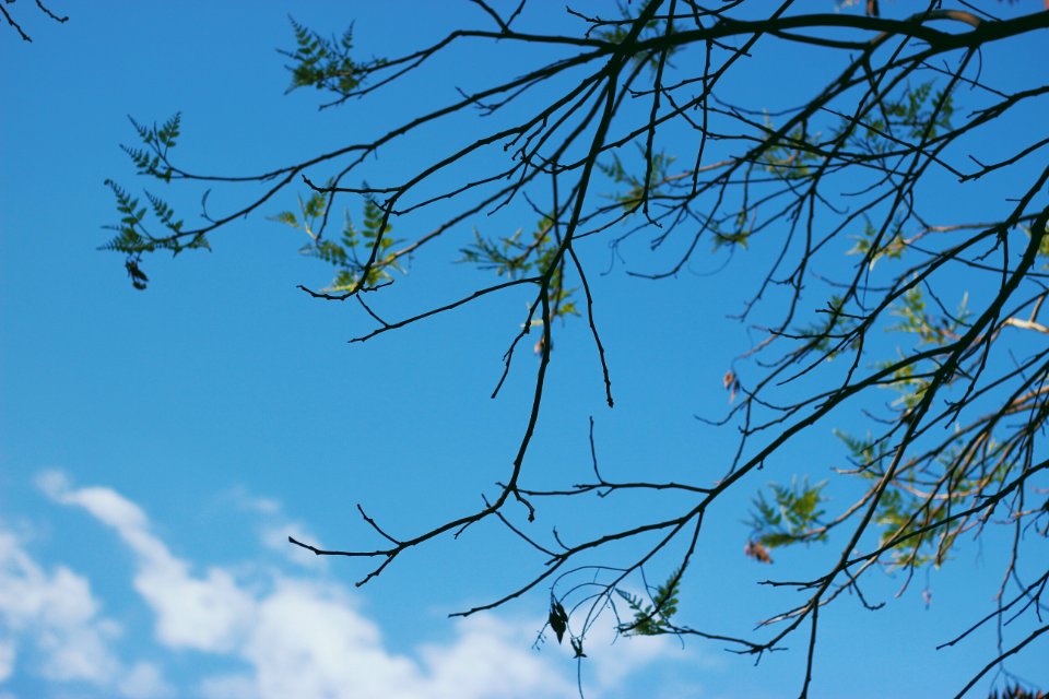 Branch, Sky, Trees