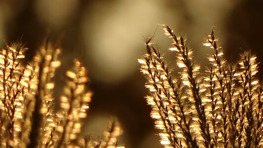 Nature plant yellow