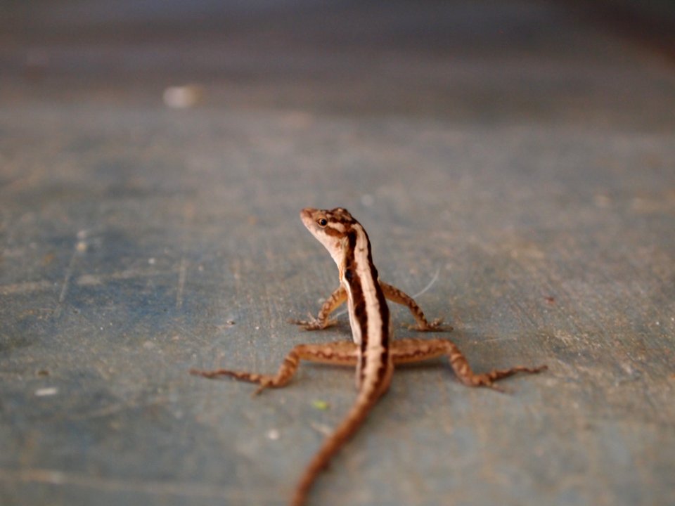 Creatures, Costa rica, Rear view