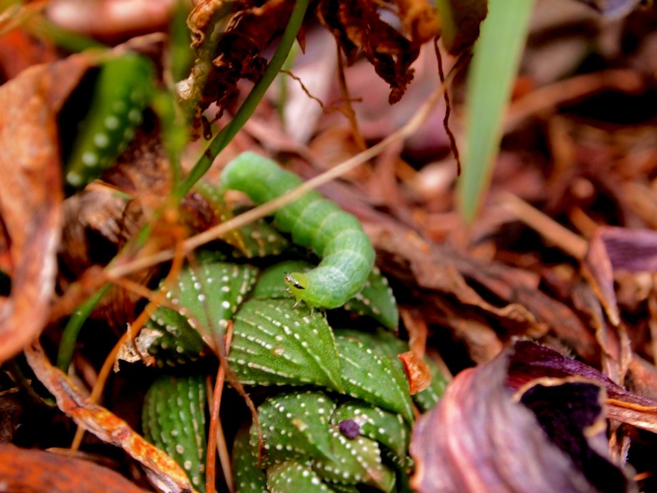 San francisco, United states, Succulent