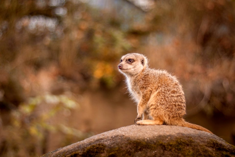 Arnhem, Burgers zoo, Netherl photo