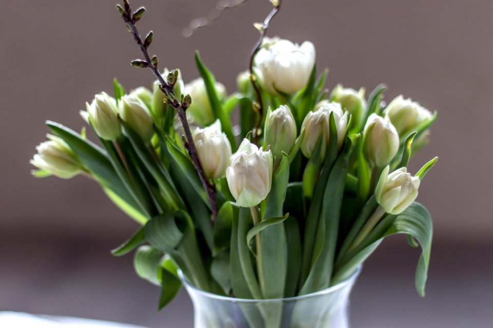 Tullips, Gray, Free