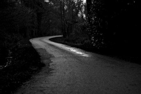 grayscale photo of road in between trees at daytime photo