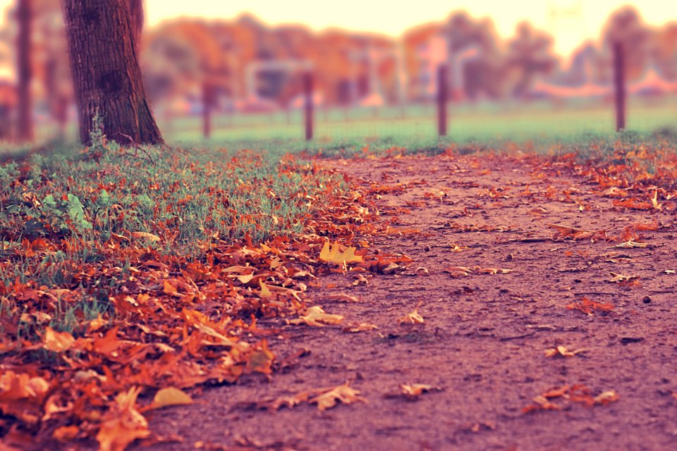 focused photo of a leaves