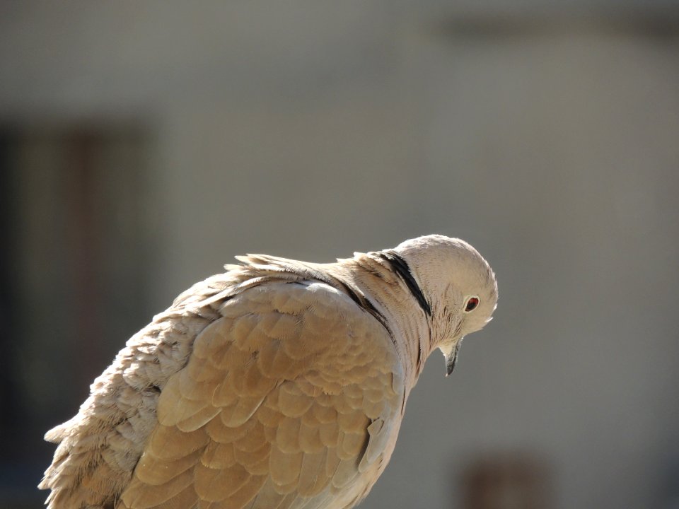 Down, White, Animal