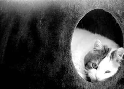 White, Black, Animal
