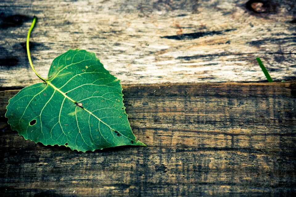 Green leaf leaf wood