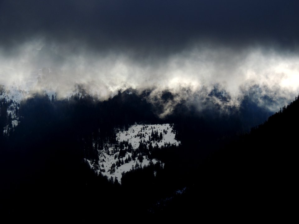 green pine trees under gray and white clouds