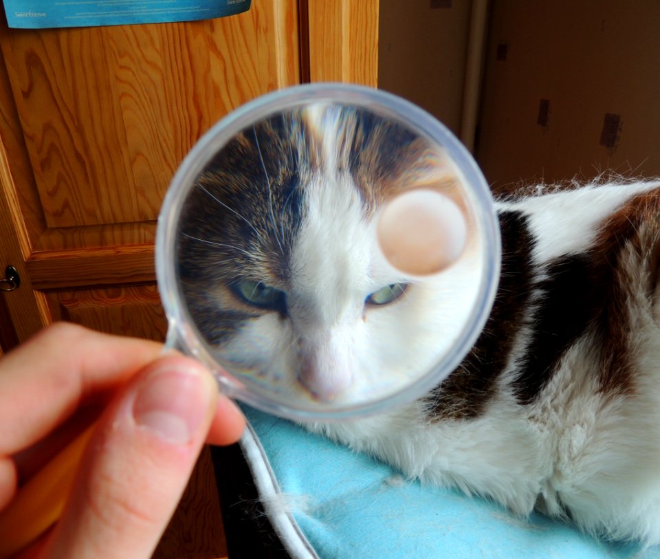 Eye, Cat