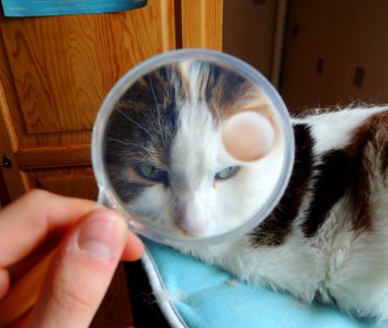 Eye, Cat