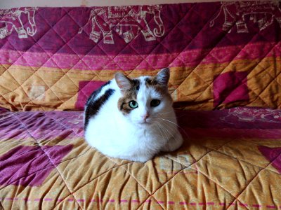 Eye, Cat