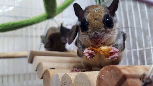 Pet dining meal time