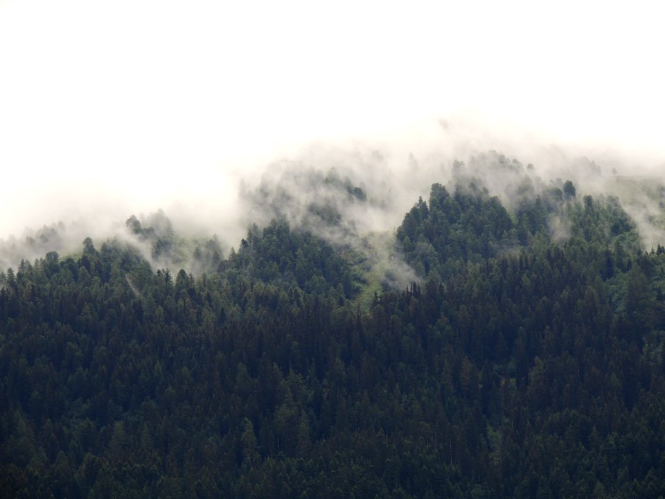 forest surround with fogs