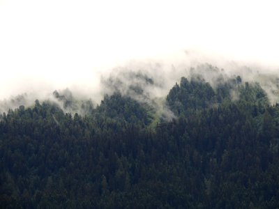 forest surround with fogs photo