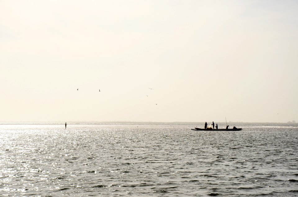 Senegal, Saloum, Birds