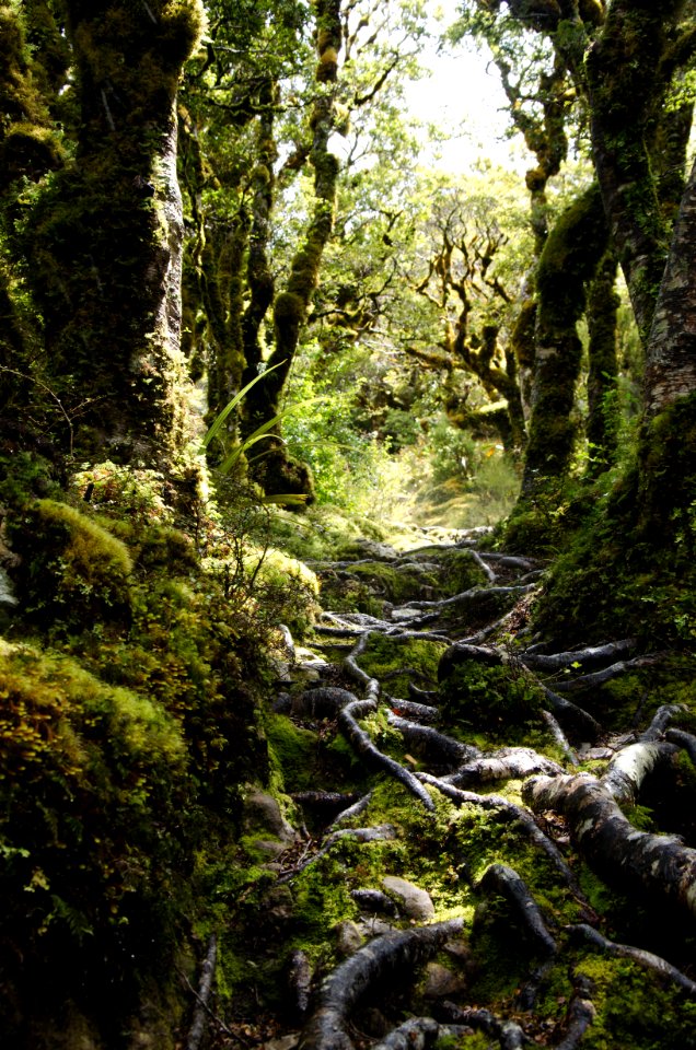 Tararua forest park, New zeal, Foam