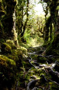Tararua forest park, New zeal, Foam