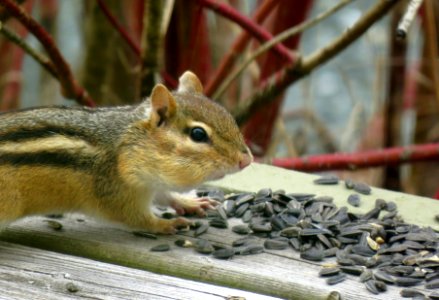 Animal, Summertime, Summer