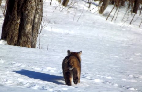 New brunswick, Whitney, Canada