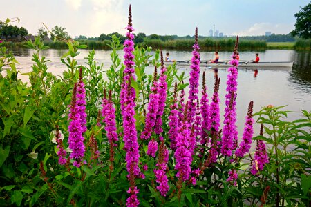 Plant blooming wildflower