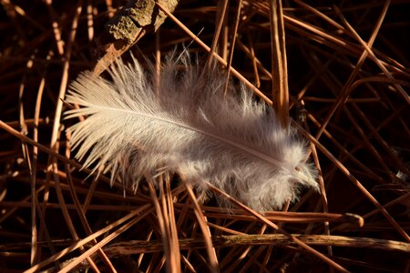 Fluff lonely white