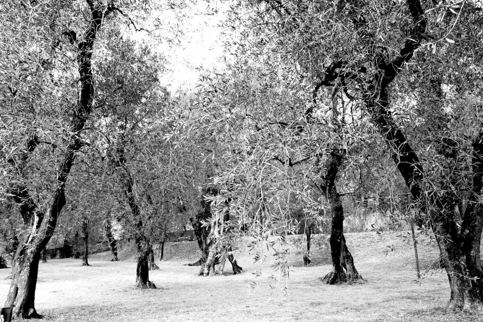 Malcesine, Italy, Black white photo