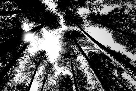 grayscale photo of trees under cloudy sky