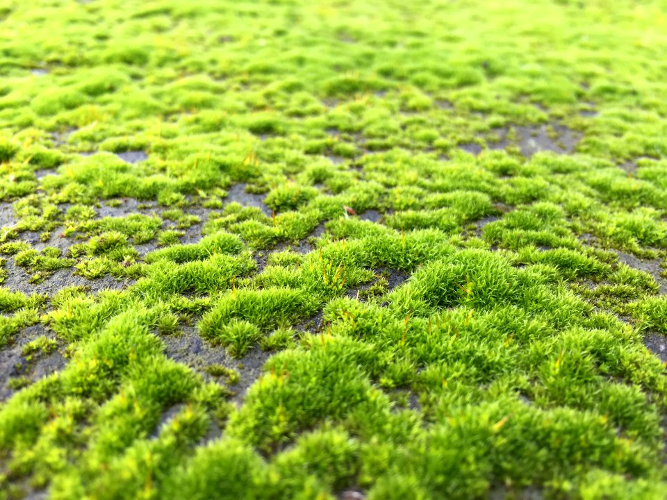Italy, Plant, Plants