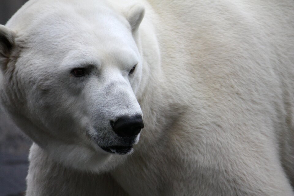 Polar bear zoo stuttgart