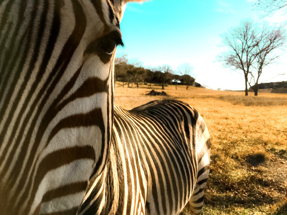 Texas, United states, Africa