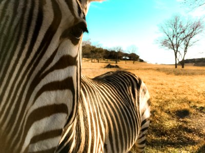 Texas, United states, Africa