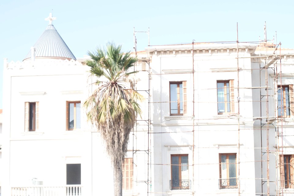 Construction, Windows, Palm tree