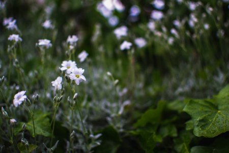 Saint champ, France, Spring
