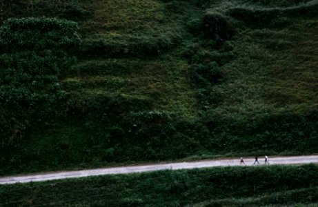 Walking, Tree, Road