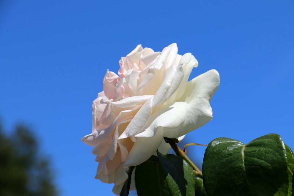 Nature white rose romantic