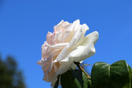 Nature white rose romantic