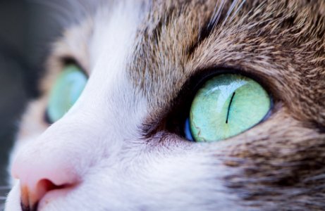 close up photo of cat photo