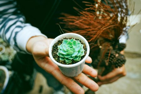 person holding green succulent plant photo